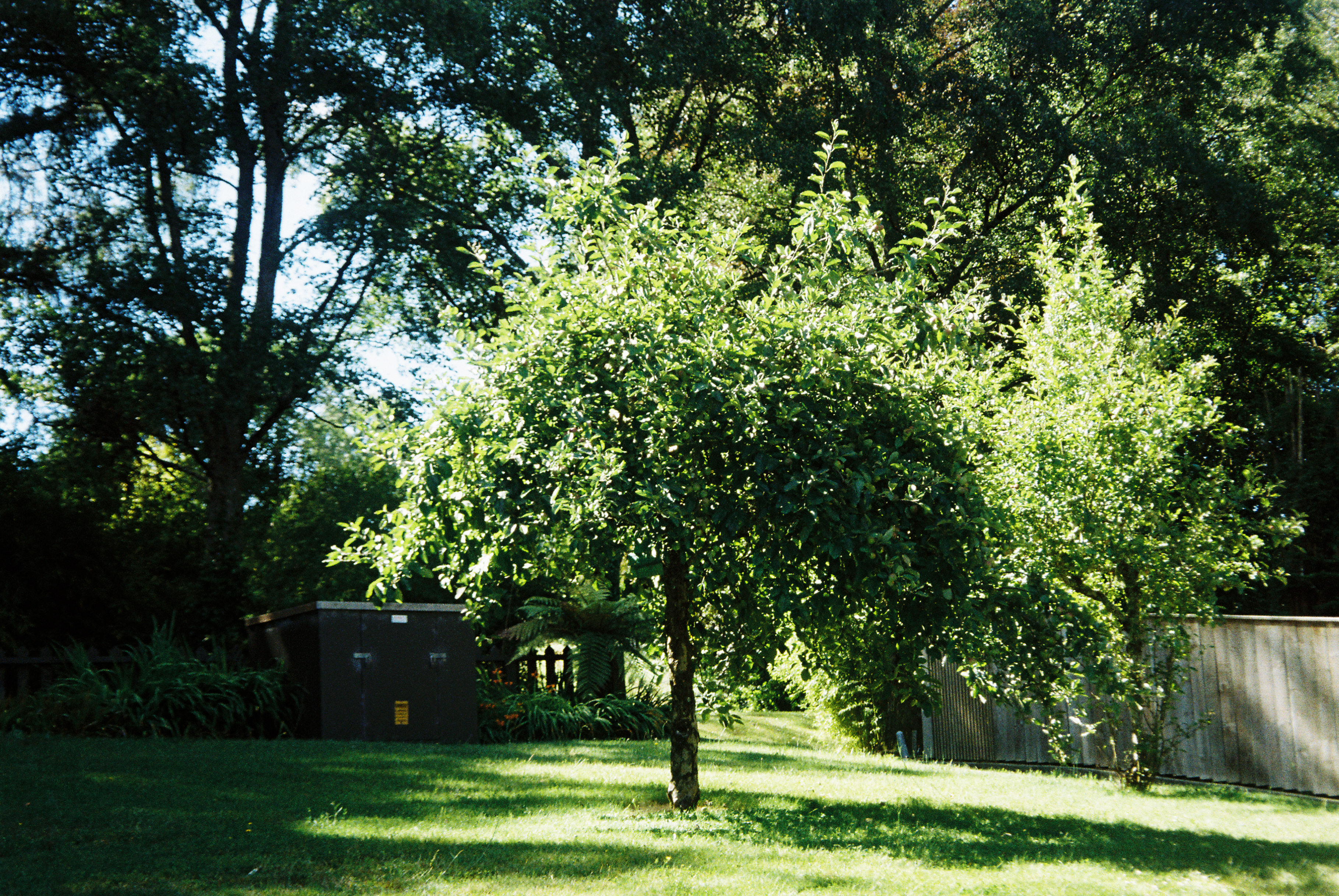 tree